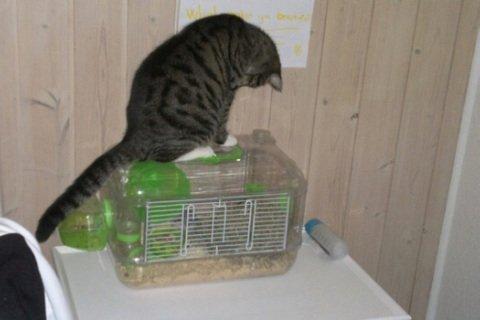 Huskat Cecilie billede 14