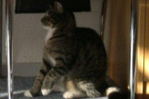 Huskat Cecilie billede 15