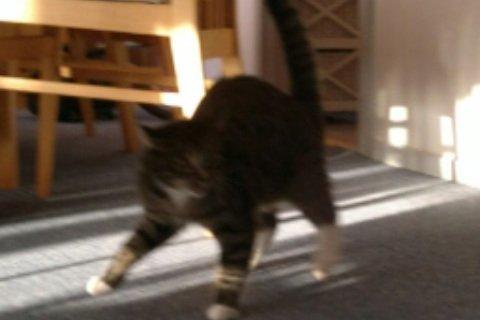 Huskat Cecilie billede 16