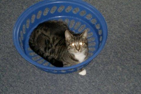 Huskat Cecilie billede 5