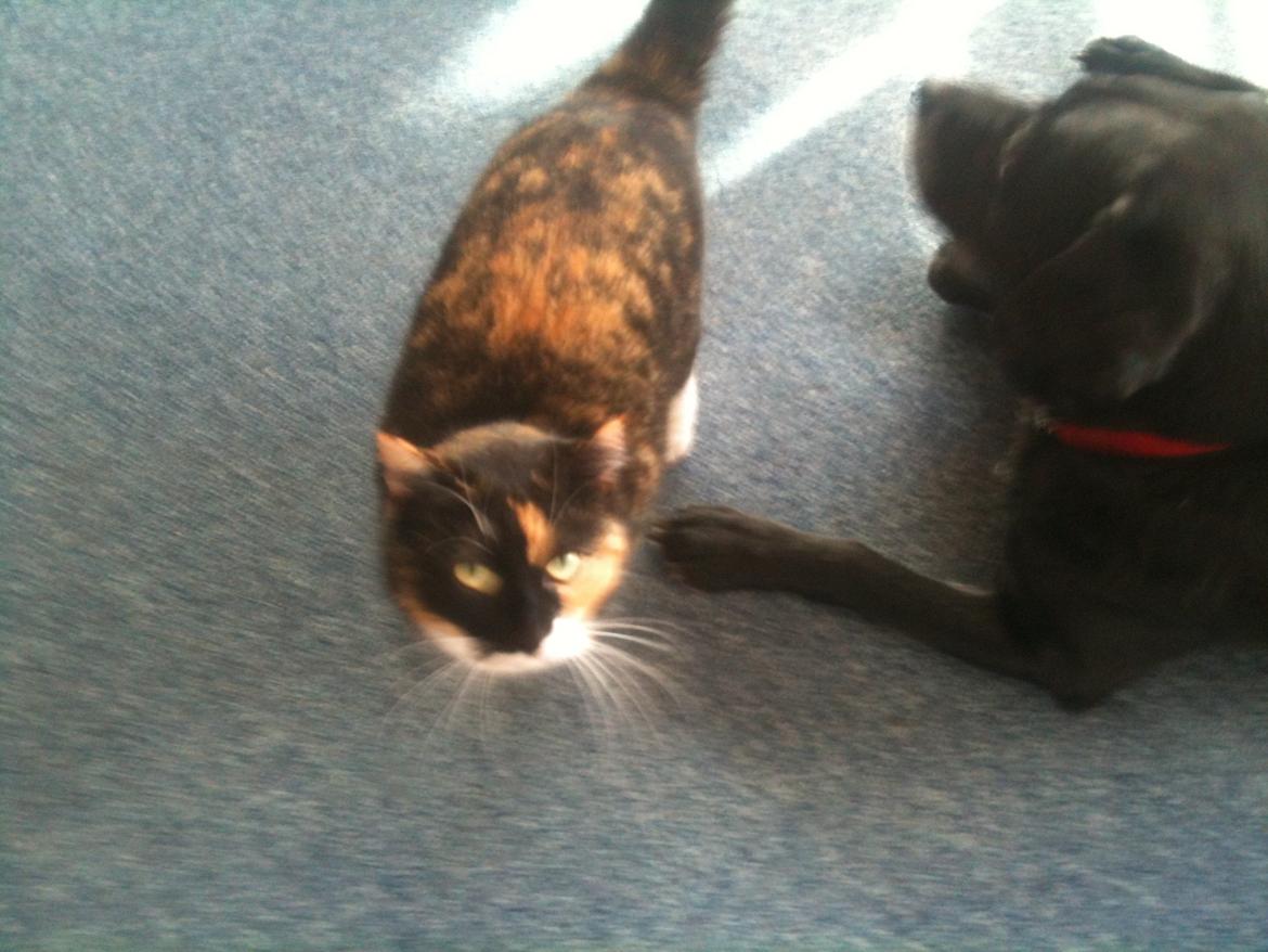 Huskat Molly billede 10