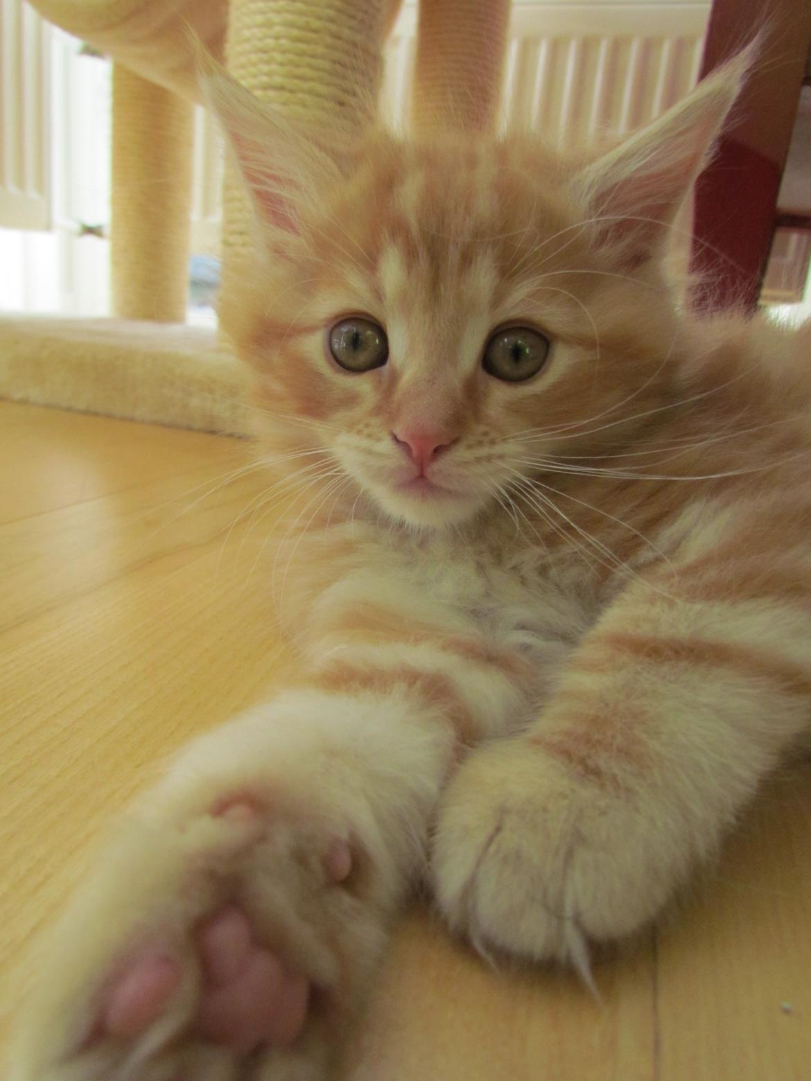 Blanding af racer Mufasa (Muffe) billede 1