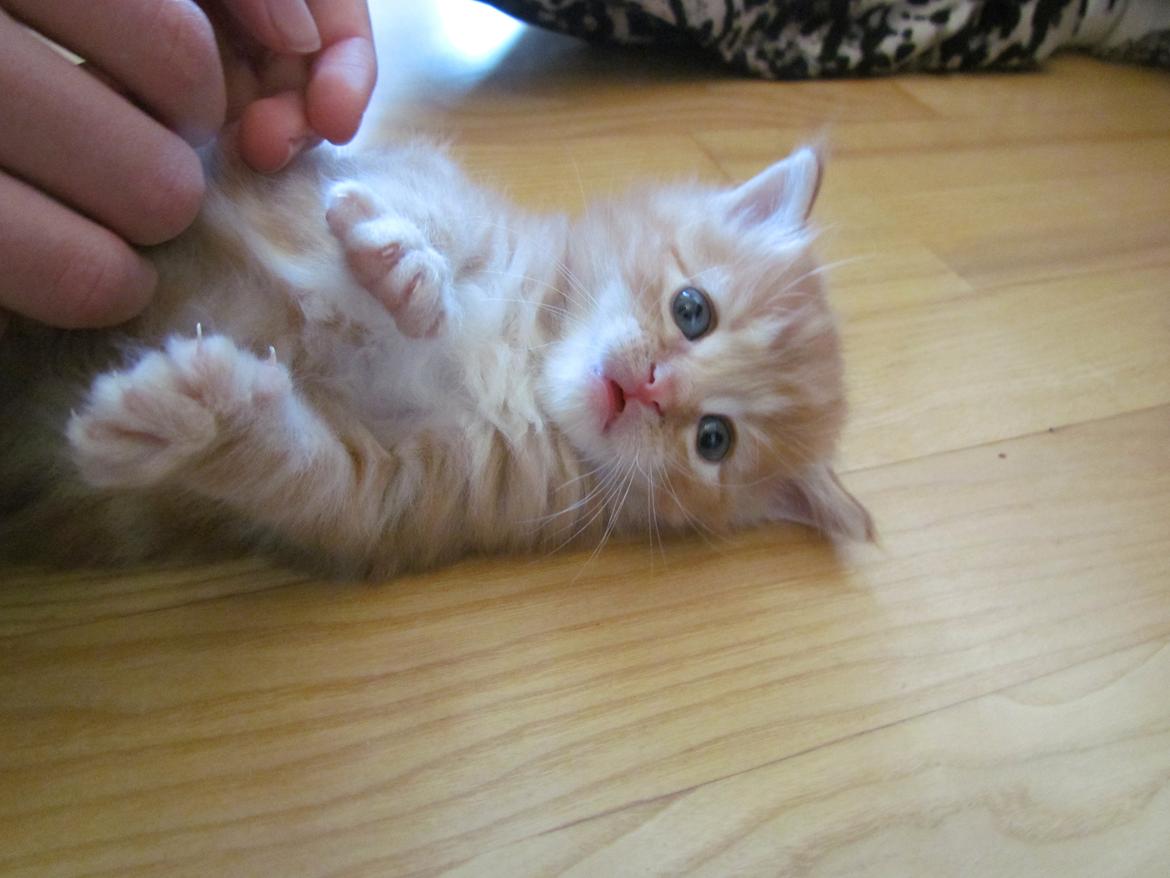 Blanding af racer Mufasa (Muffe) billede 2