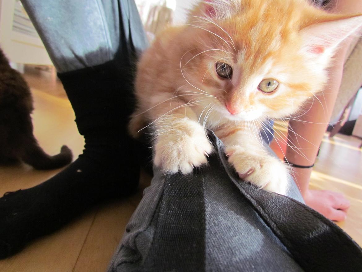 Blanding af racer Mufasa (Muffe) billede 3