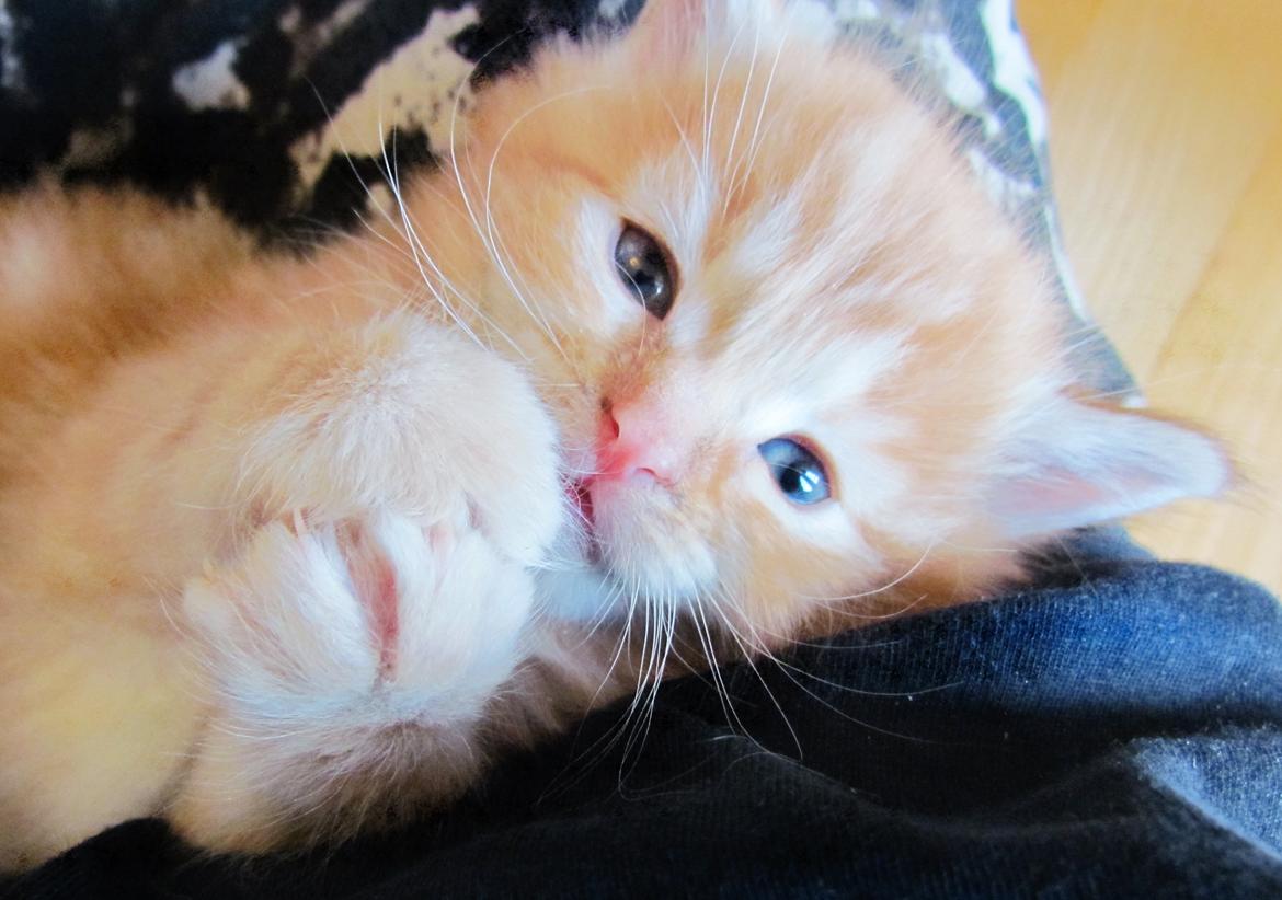 Blanding af racer Mufasa (Muffe) billede 4