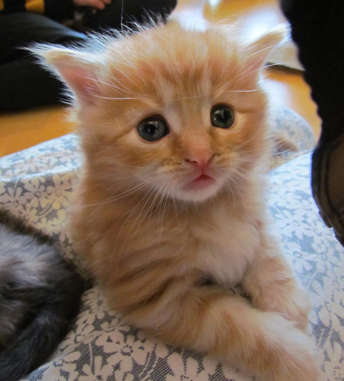 Blanding af racer Mufasa (Muffe) billede 5