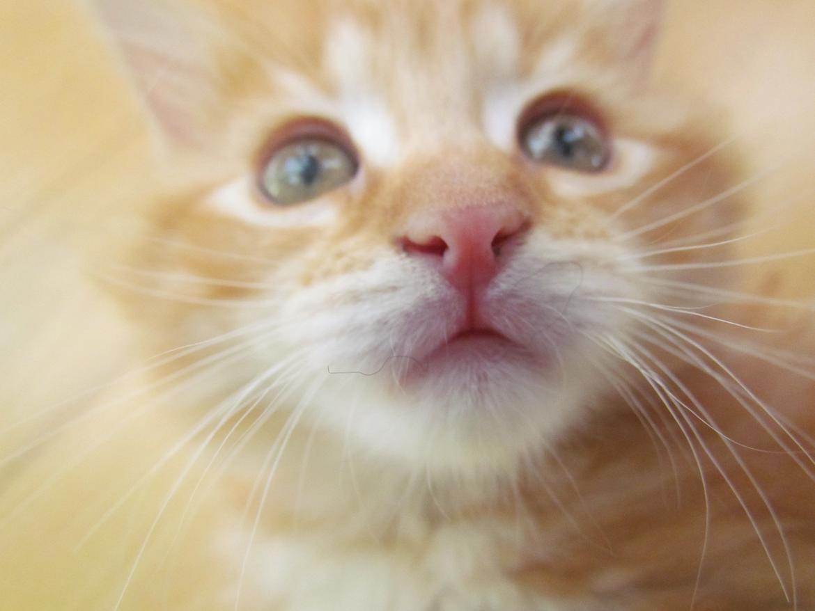 Blanding af racer Mufasa (Muffe) billede 6