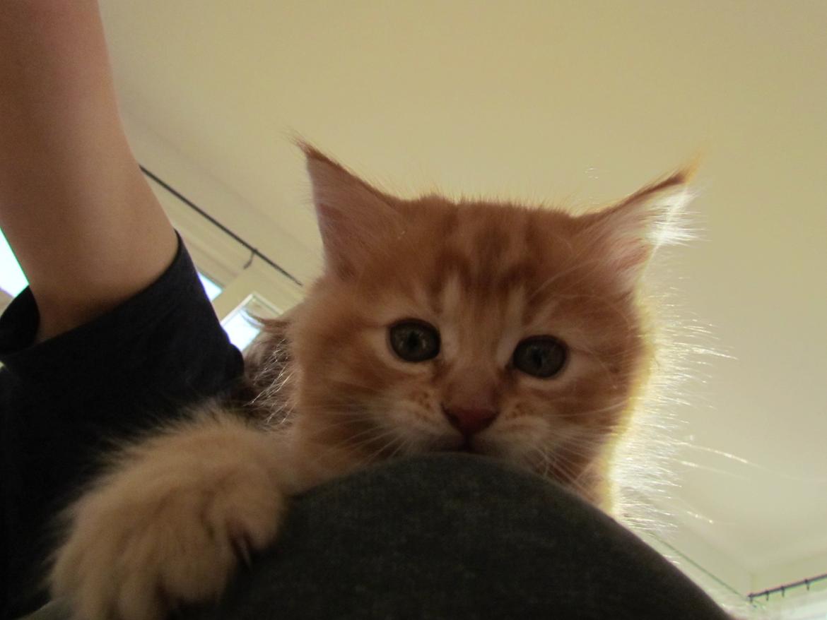 Blanding af racer Mufasa (Muffe) billede 7