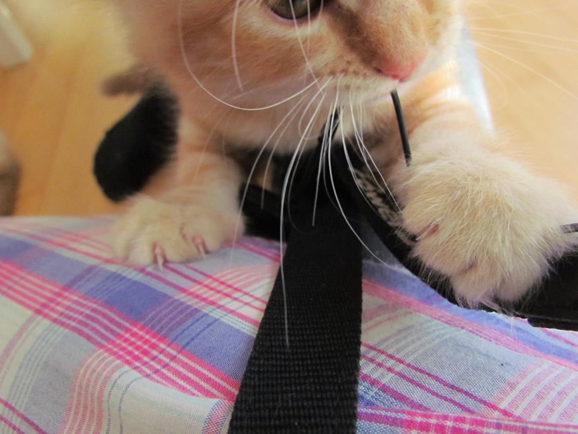 Blanding af racer Mufasa (Muffe) billede 8