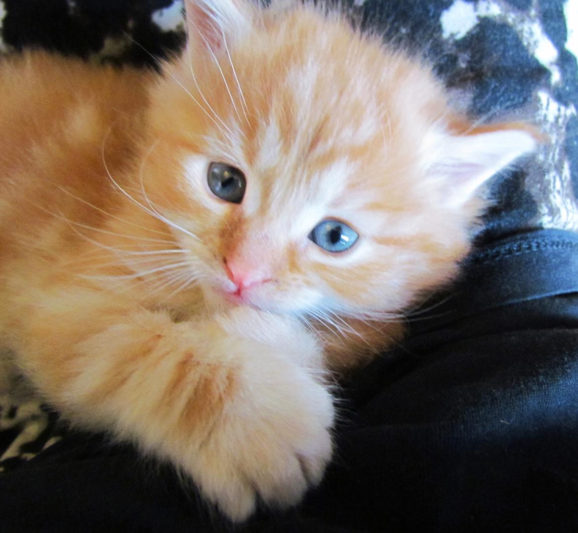 Blanding af racer Mufasa (Muffe) billede 9