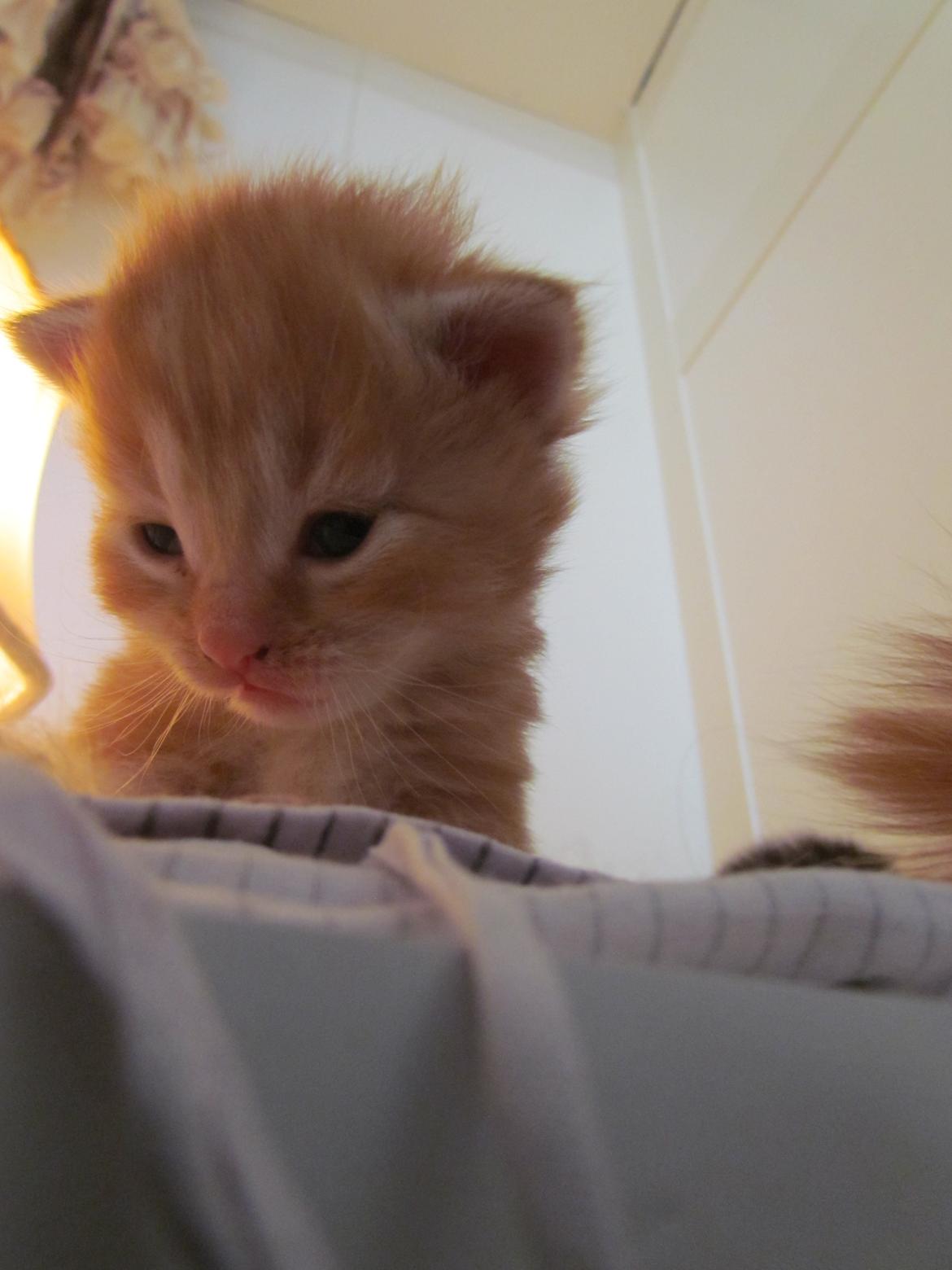 Blanding af racer Mufasa (Muffe) billede 10