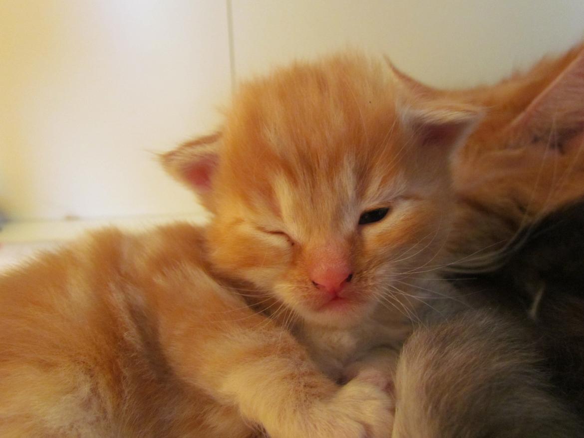 Blanding af racer Mufasa (Muffe) billede 11