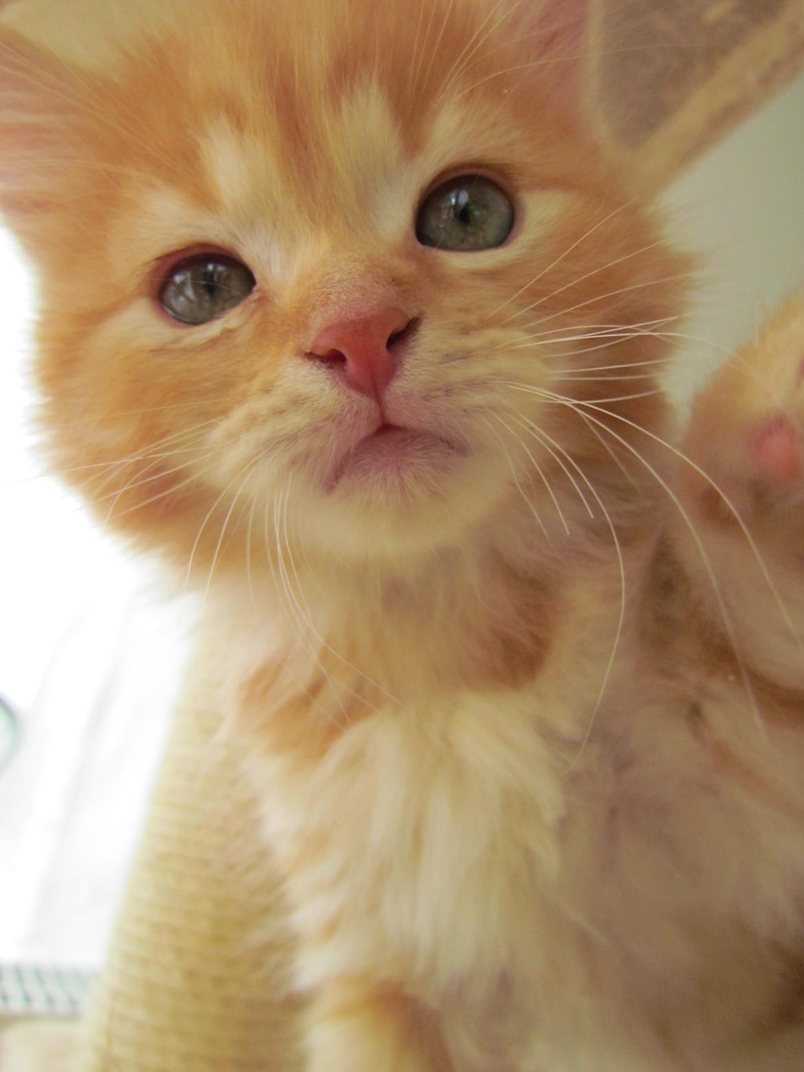 Blanding af racer Bastian billede 1