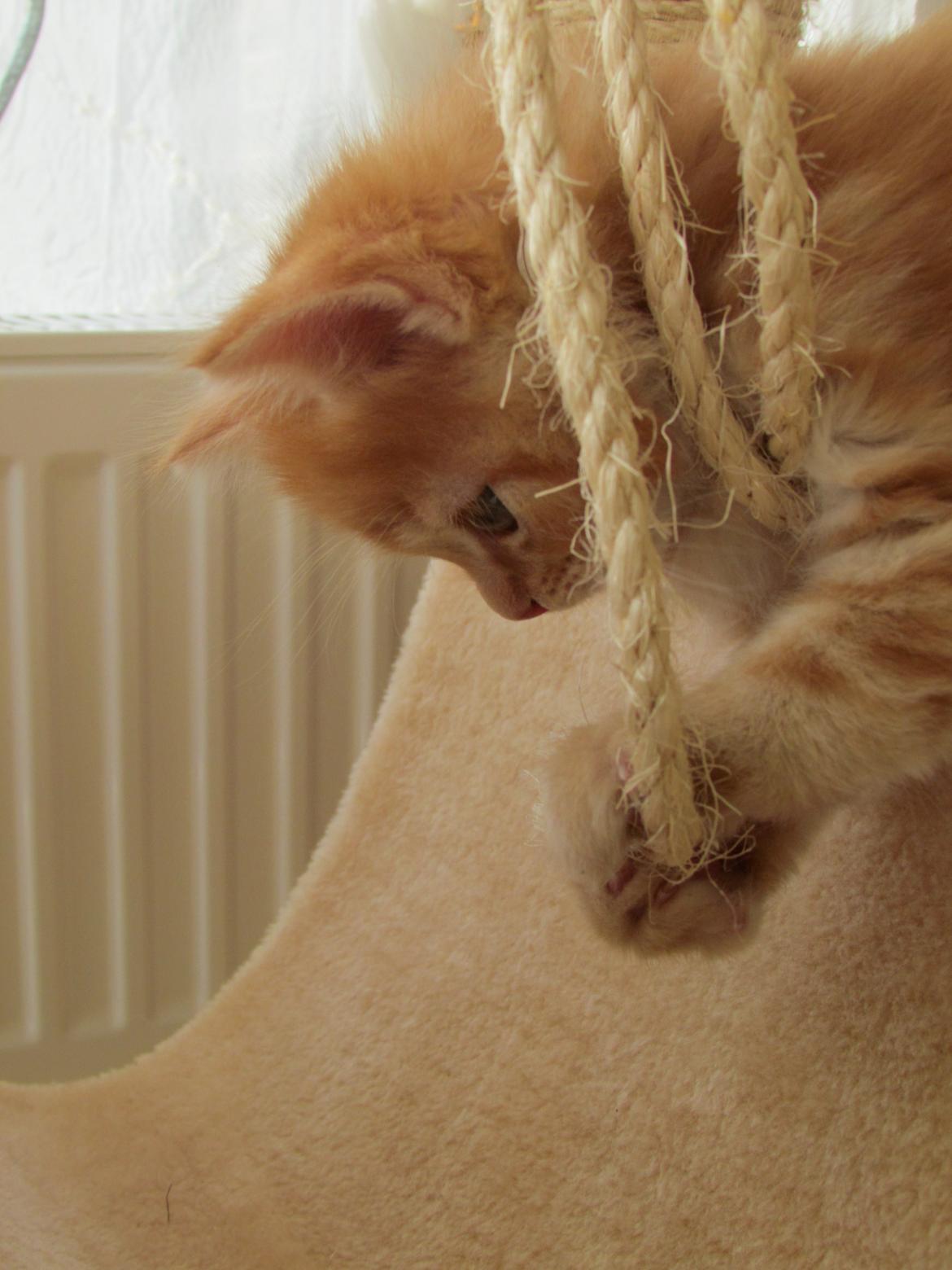 Blanding af racer Bastian billede 2