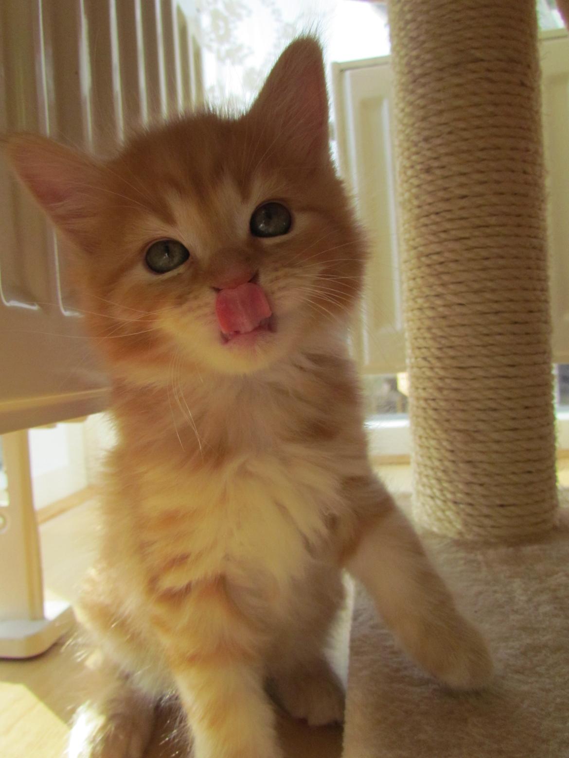 Blanding af racer Bastian billede 3