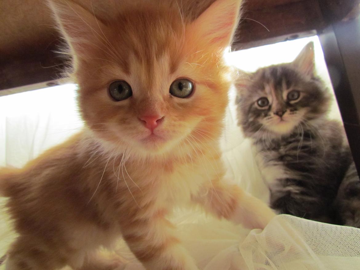 Blanding af racer Bastian billede 4