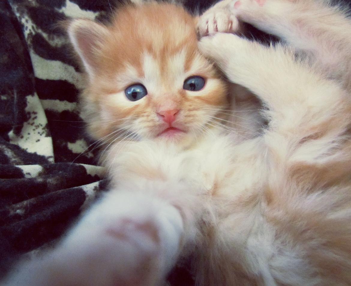 Blanding af racer Bastian billede 5