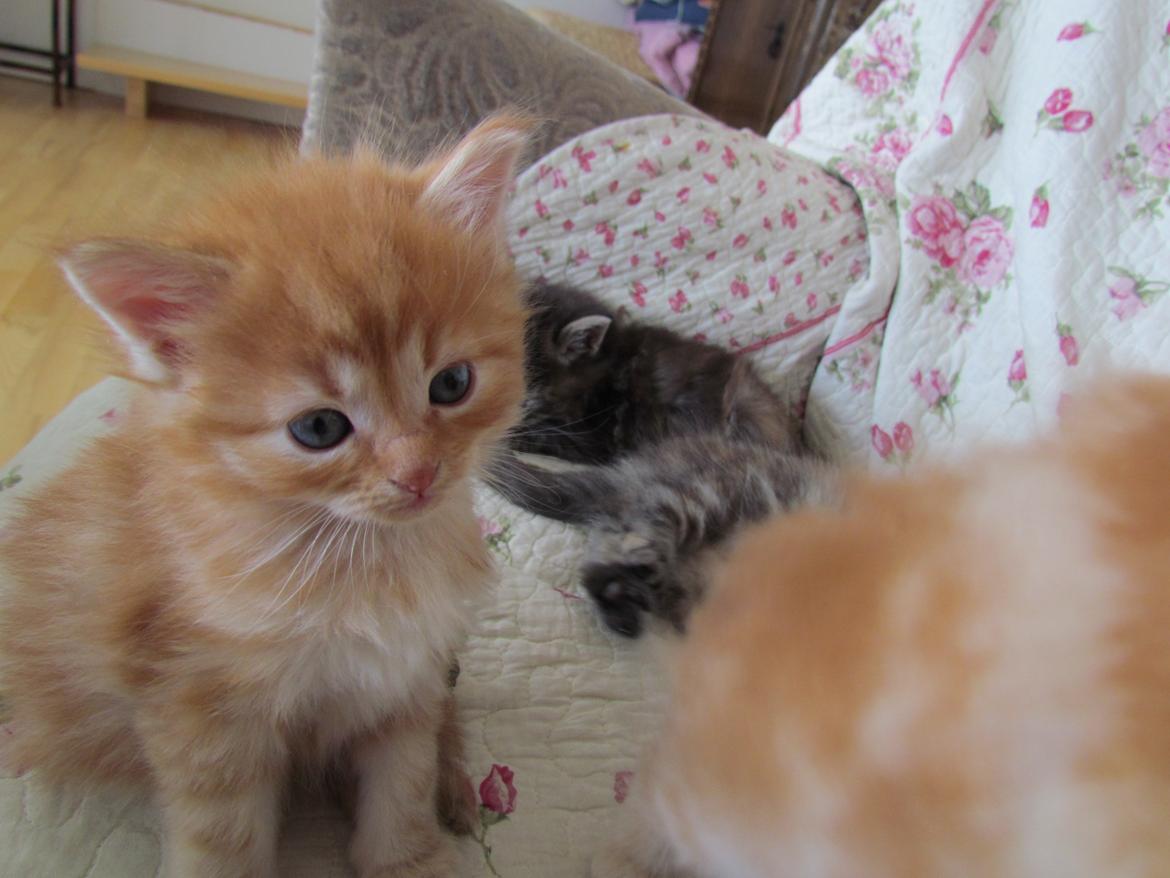 Blanding af racer Bastian billede 6