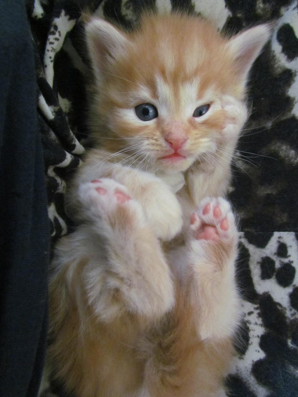 Blanding af racer Bastian billede 7