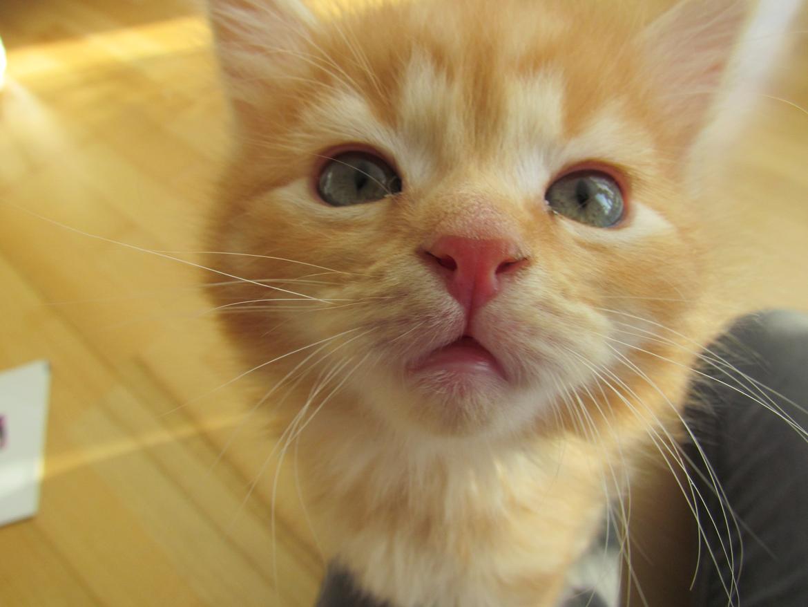 Blanding af racer Bastian billede 8