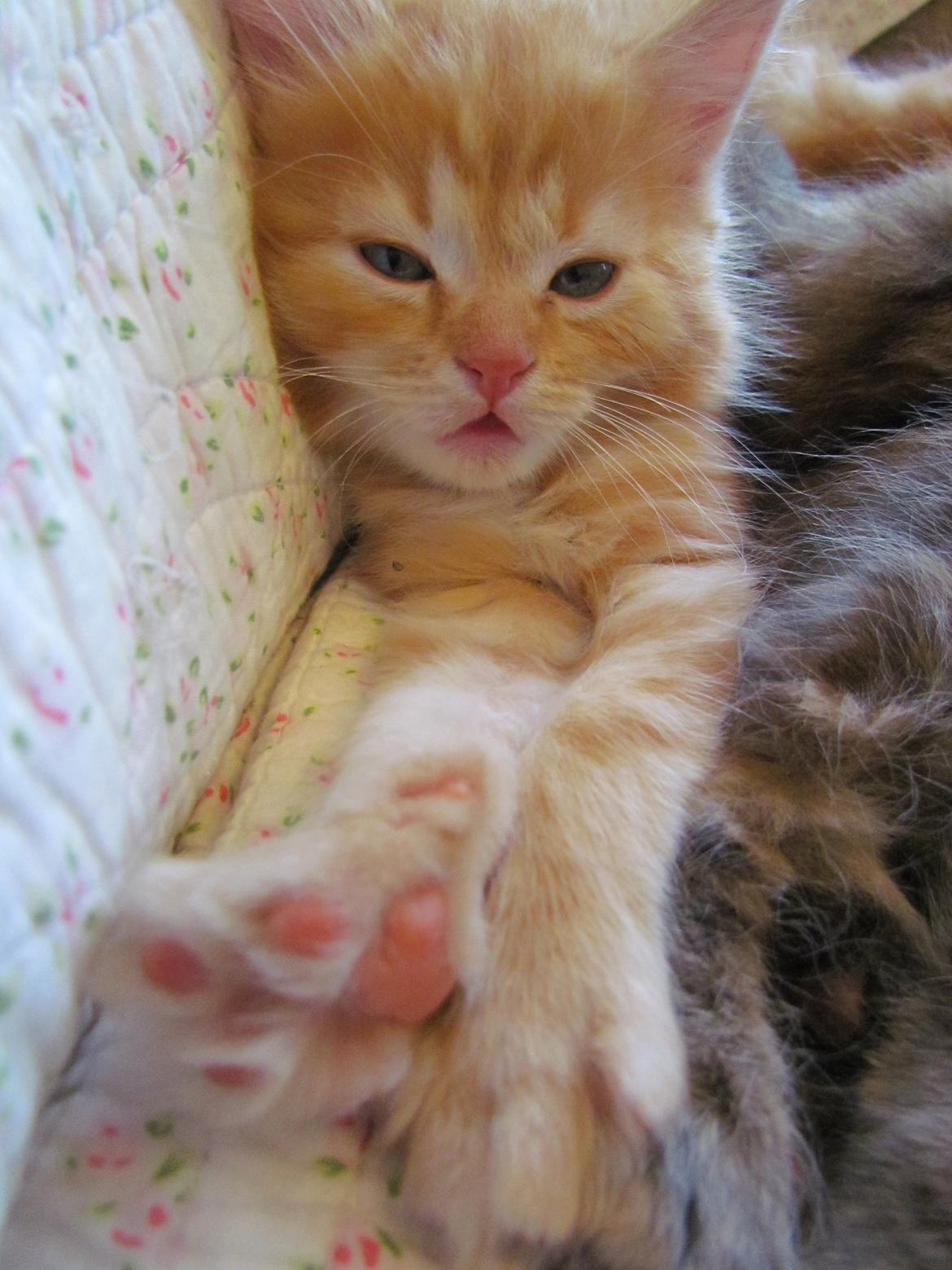 Blanding af racer Bastian billede 9