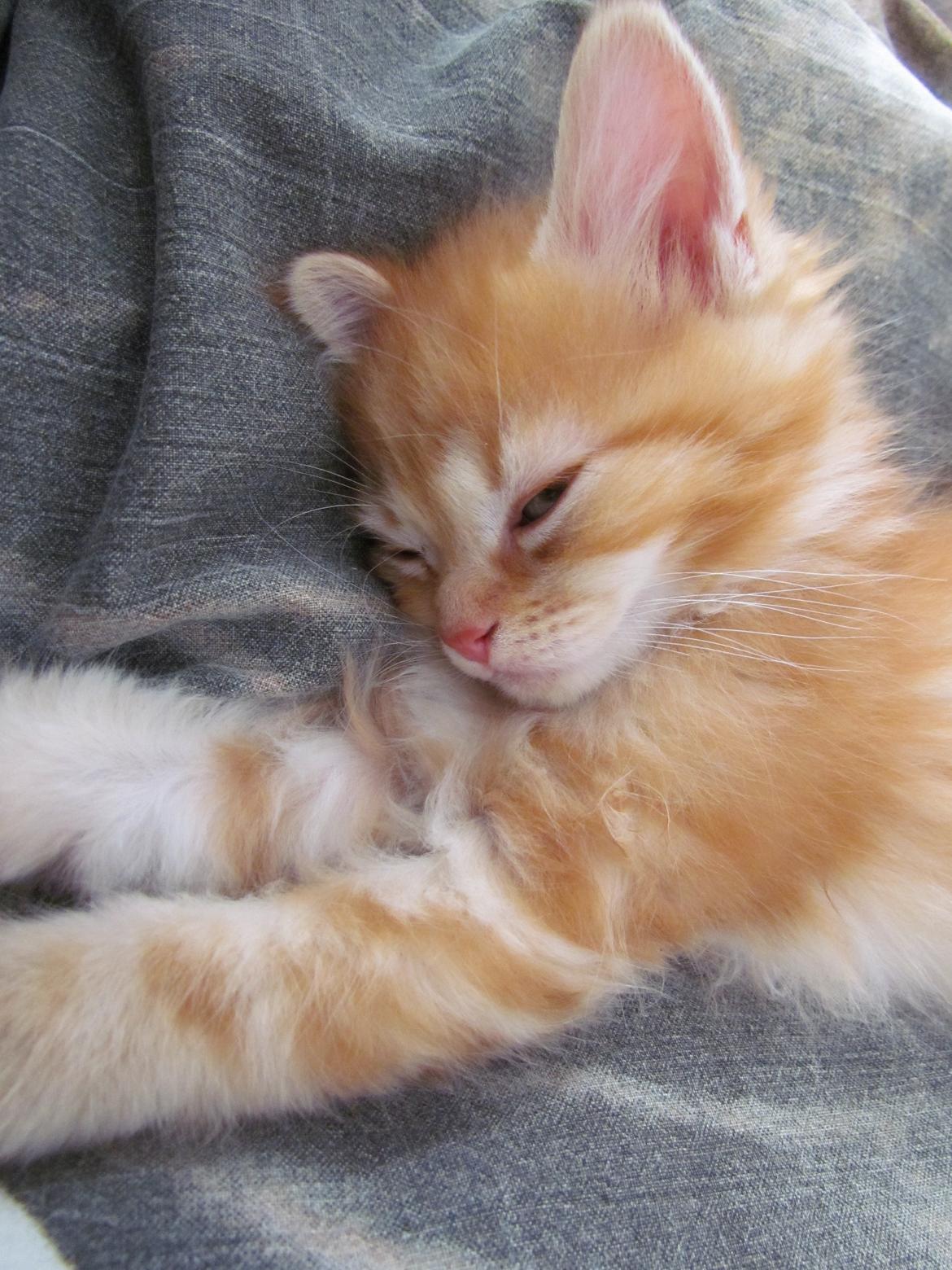 Blanding af racer Bastian billede 10