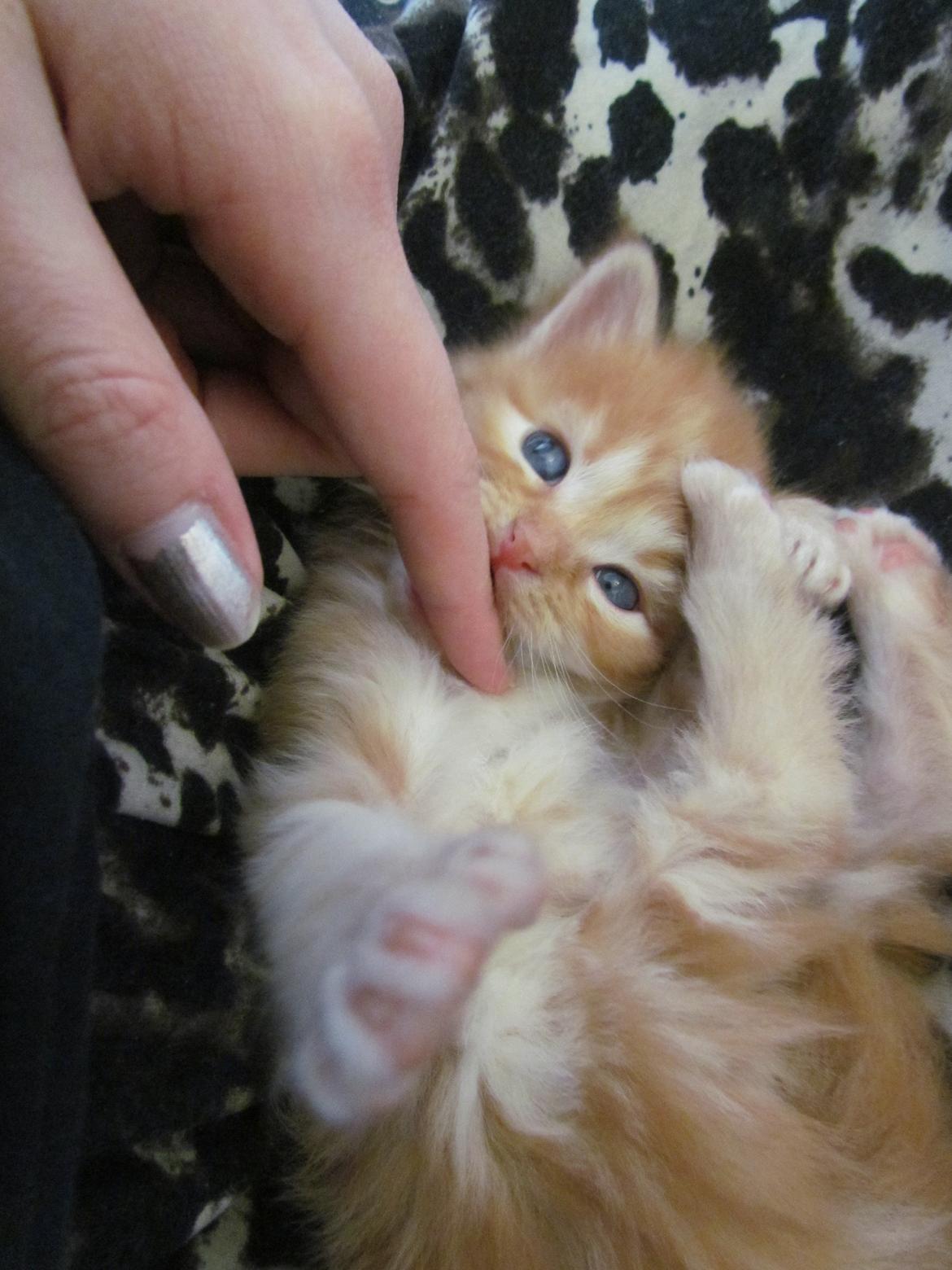 Blanding af racer Bastian billede 11