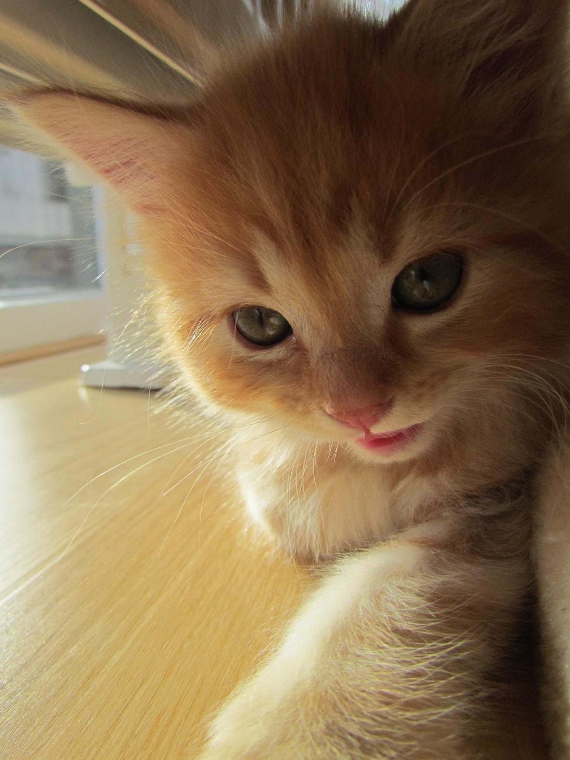 Blanding af racer Bastian billede 12