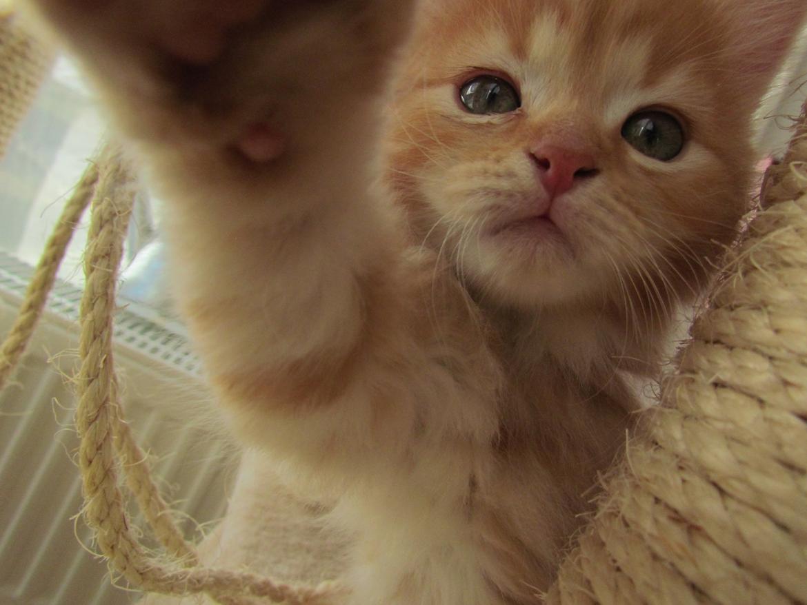 Blanding af racer Bastian billede 13