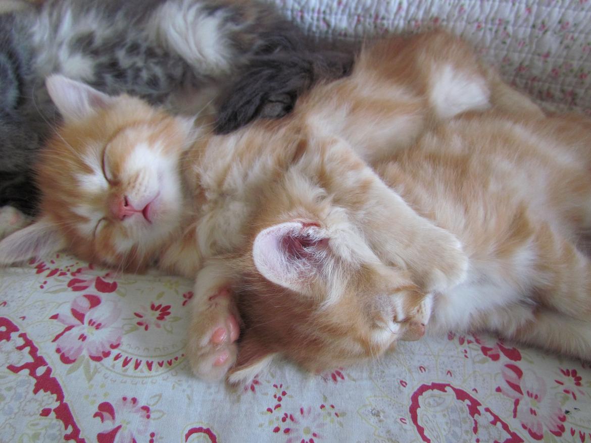 Blanding af racer Bastian billede 14