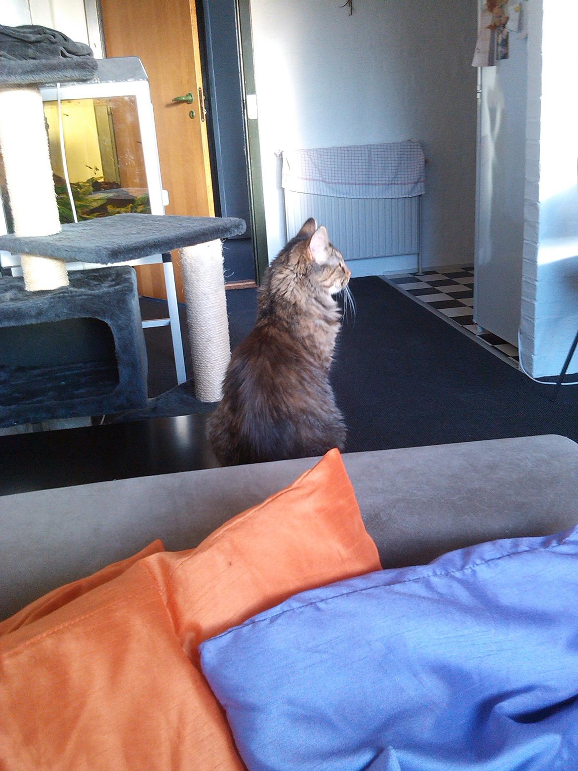 Blanding af racer Olivia billede 4