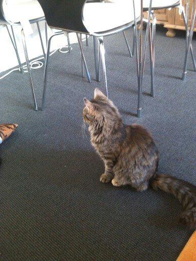 Blanding af racer Olivia billede 5