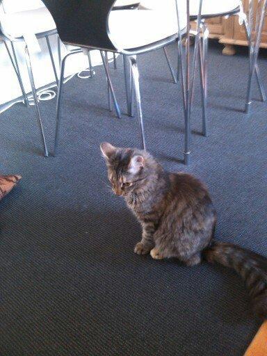 Blanding af racer Olivia billede 6