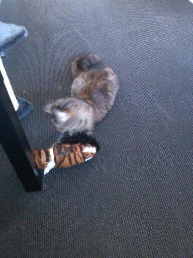 Blanding af racer Olivia billede 7