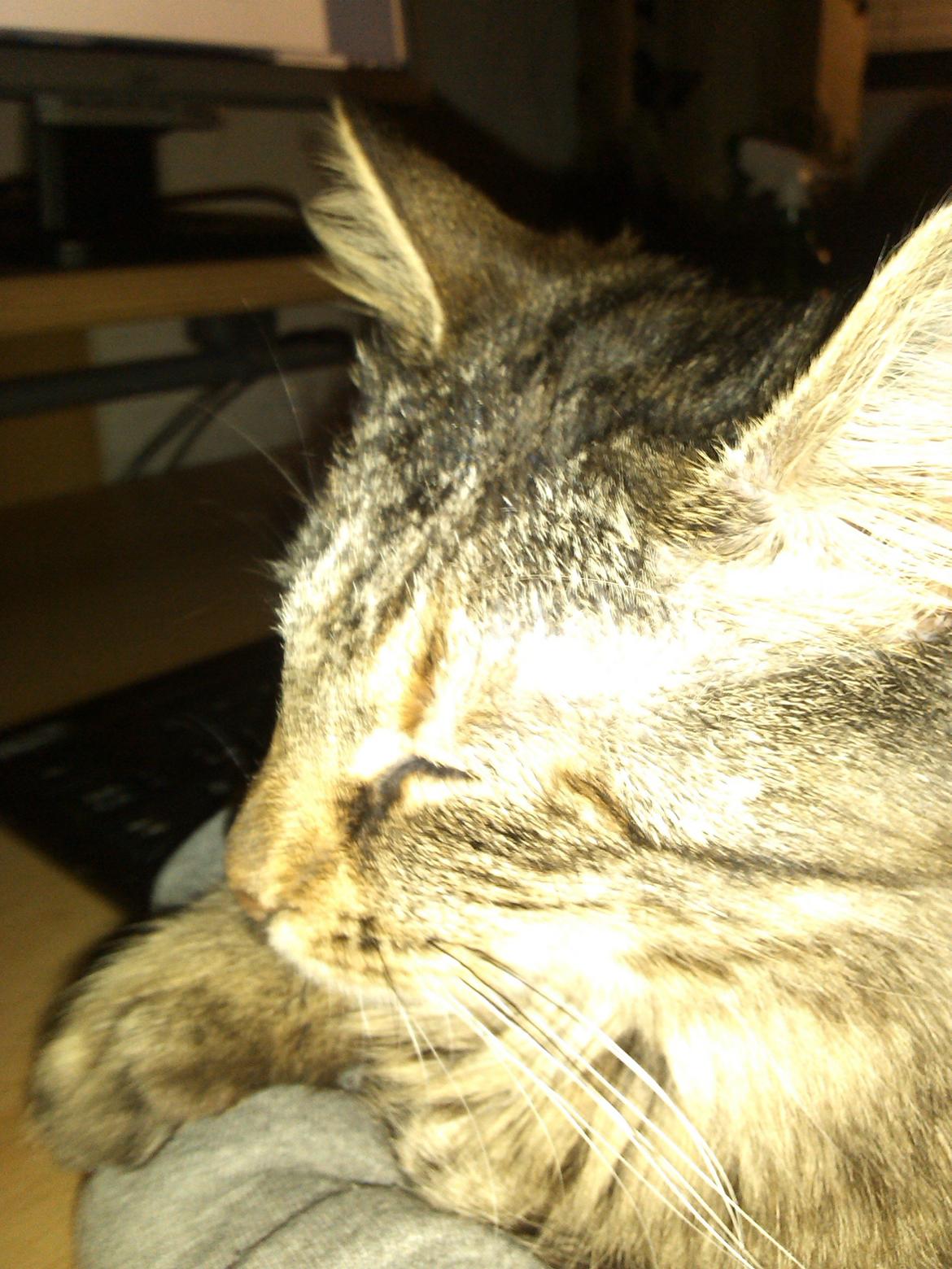 Blanding af racer Olivia billede 8