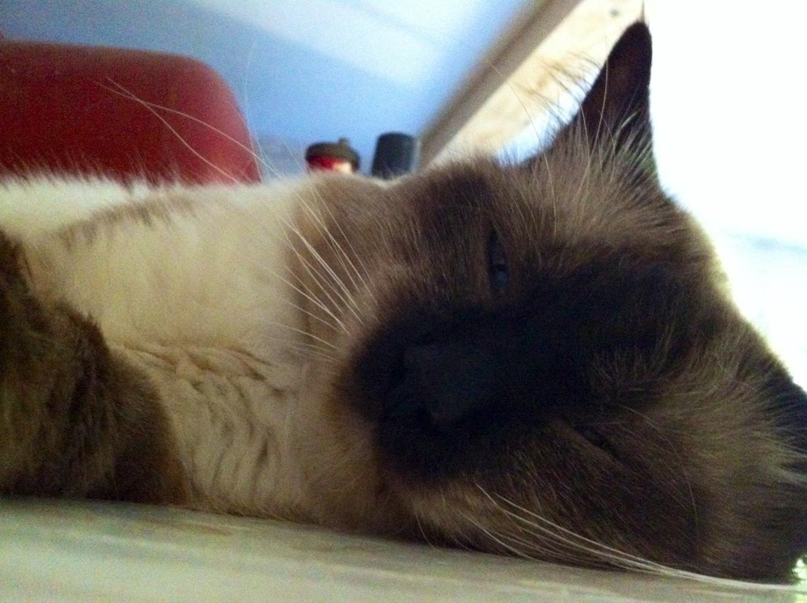 Hellig Birma Fjolle(Folle) - Tak fordi i kiggede forbi...<3 billede 13