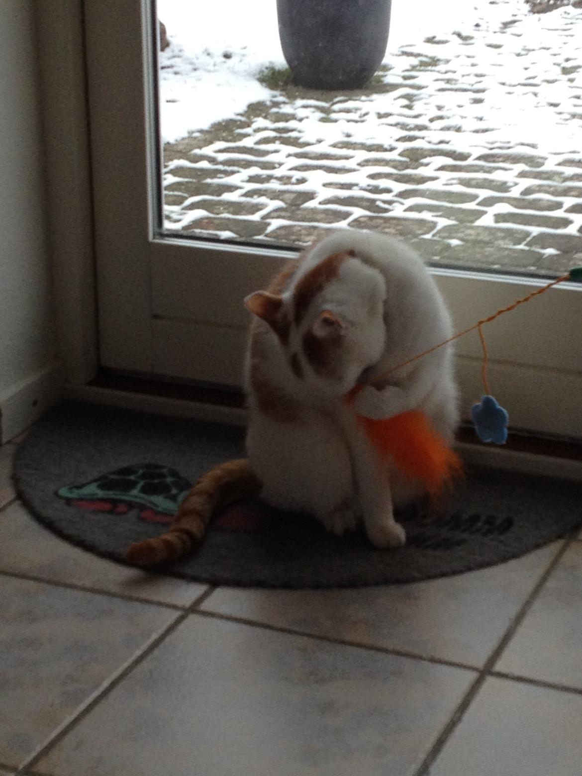 Blanding af racer Plys billede 18