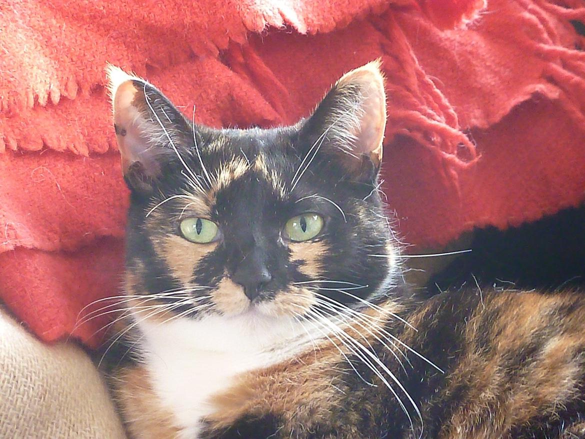 Huskat Alexandra billede 19