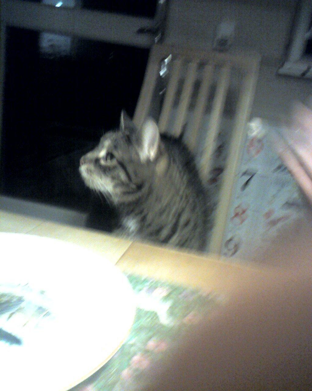 Huskat Mio billede 1