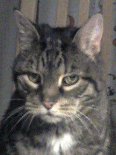 Huskat Mio billede 2