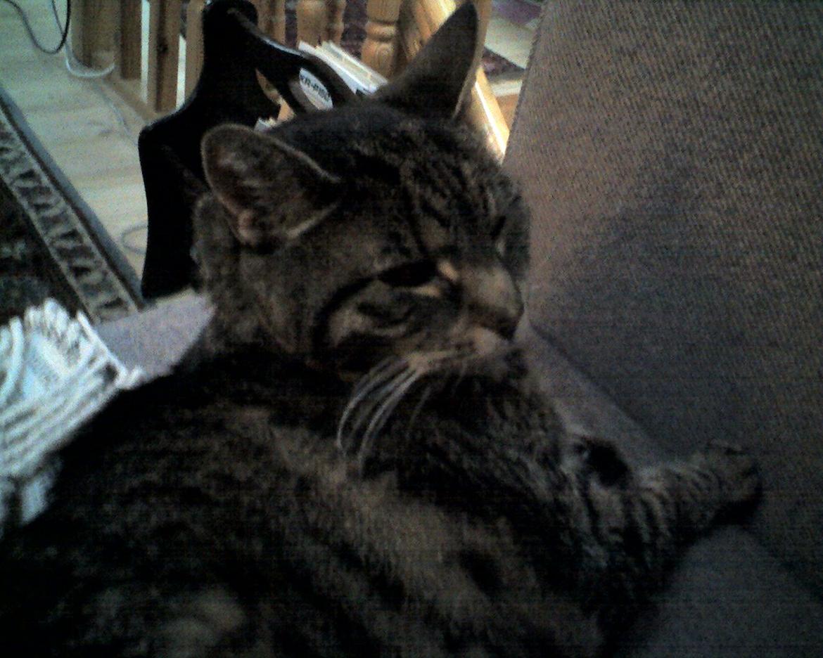 Huskat Mio billede 4