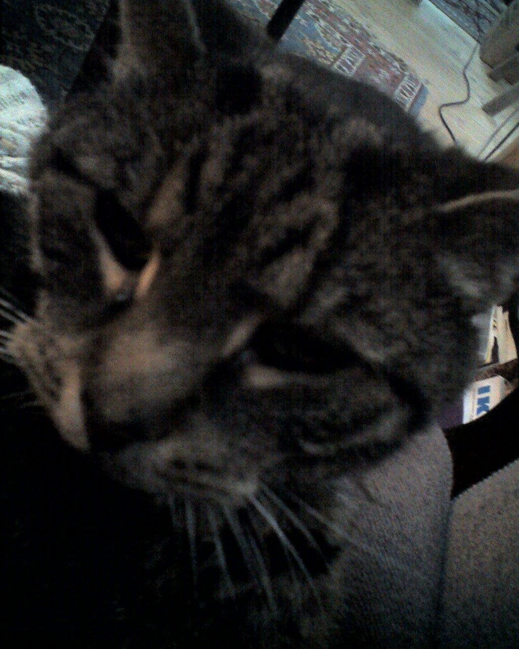 Huskat Mio billede 5