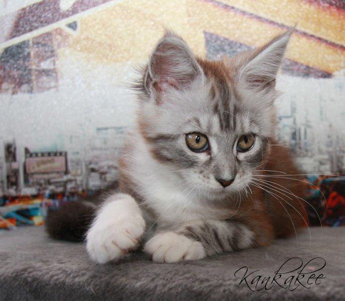 Maine Coon MisB'Cat Kankakee billede 5