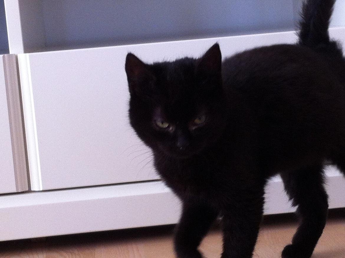 Huskat Sorti - Hun for lige lov til at være inde i et stykke tid! billede 2
