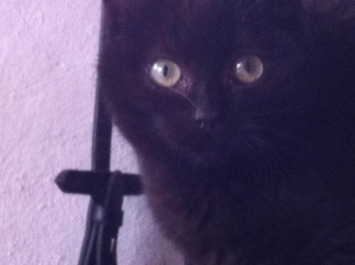 Huskat Sorti billede 3