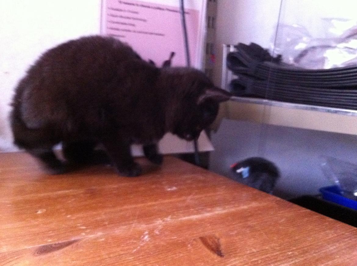 Huskat Sorti billede 4