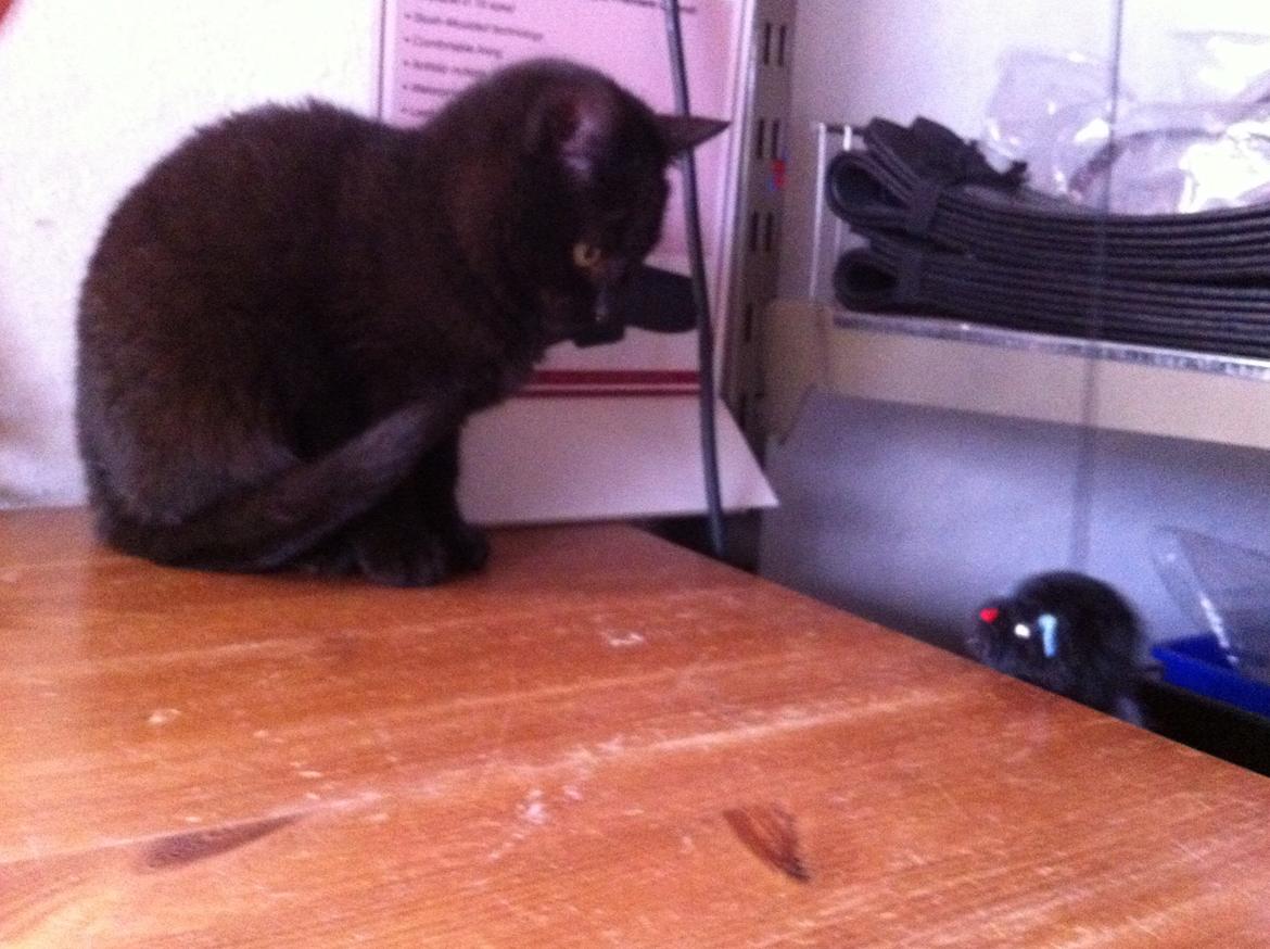 Huskat Sorti billede 5