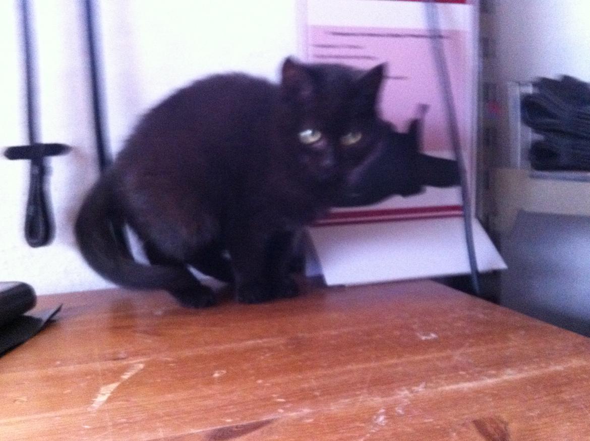 Huskat Sorti billede 6