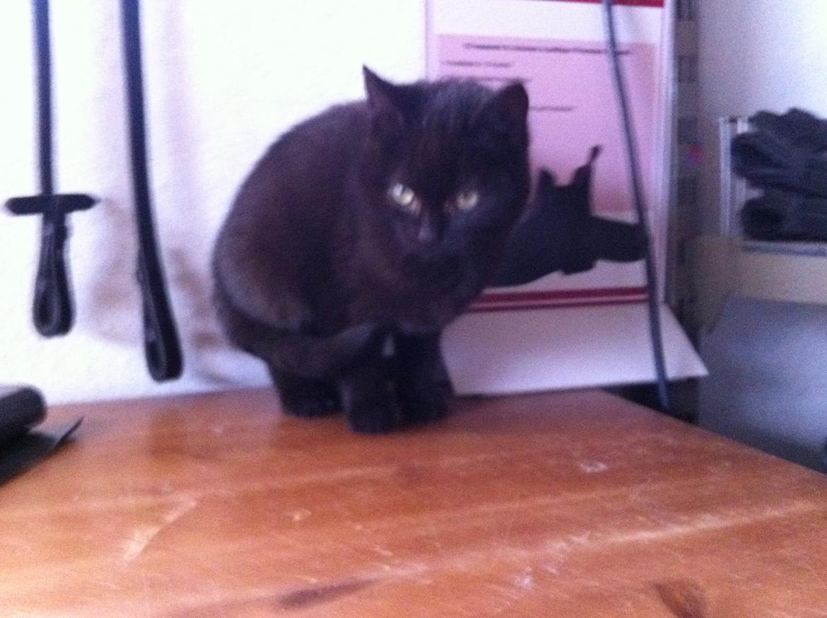 Huskat Sorti billede 7