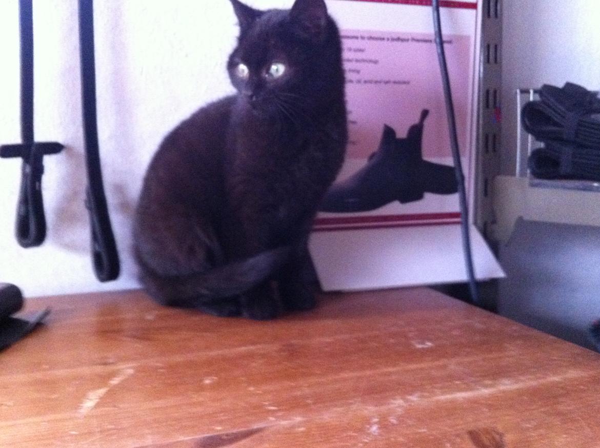 Huskat Sorti billede 8